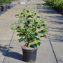 hedera- helix arborescens